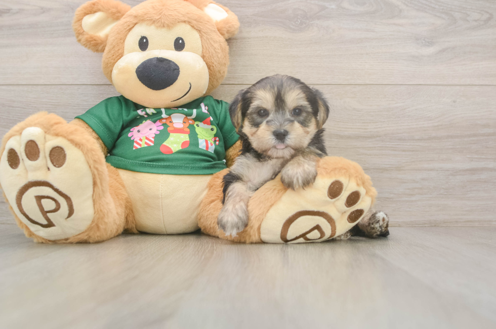 5 week old Morkie Puppy For Sale - Pilesgrove Pups