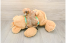 Happy Morkie Baby