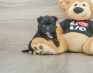 6 week old Morkie Puppy For Sale - Pilesgrove Pups