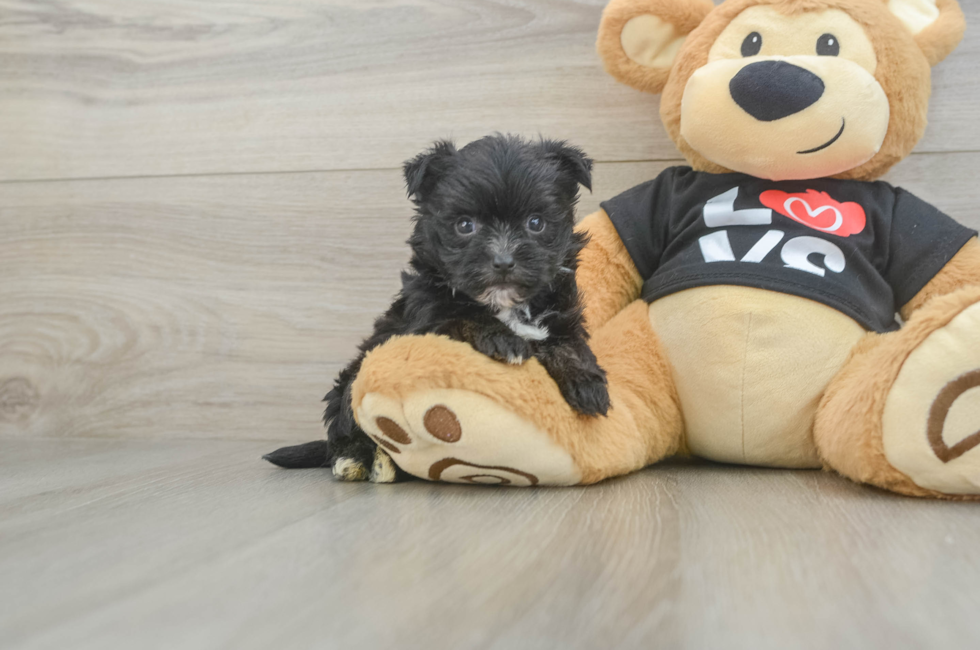 5 week old Morkie Puppy For Sale - Pilesgrove Pups