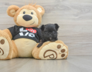 11 week old Morkie Puppy For Sale - Pilesgrove Pups