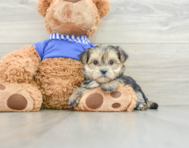 7 week old Morkie Puppy For Sale - Pilesgrove Pups