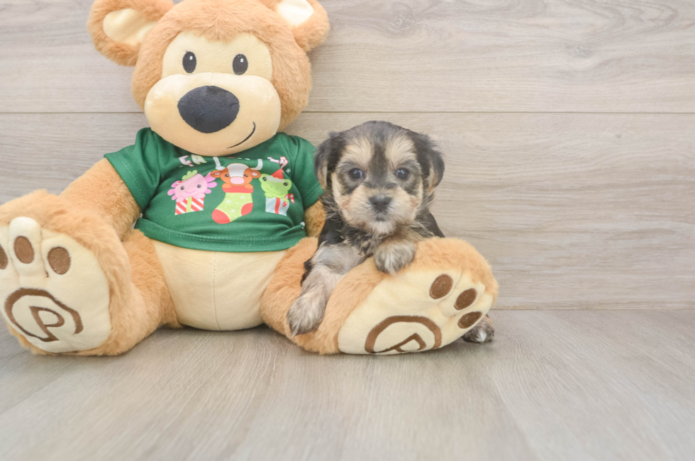 5 week old Morkie Puppy For Sale - Pilesgrove Pups