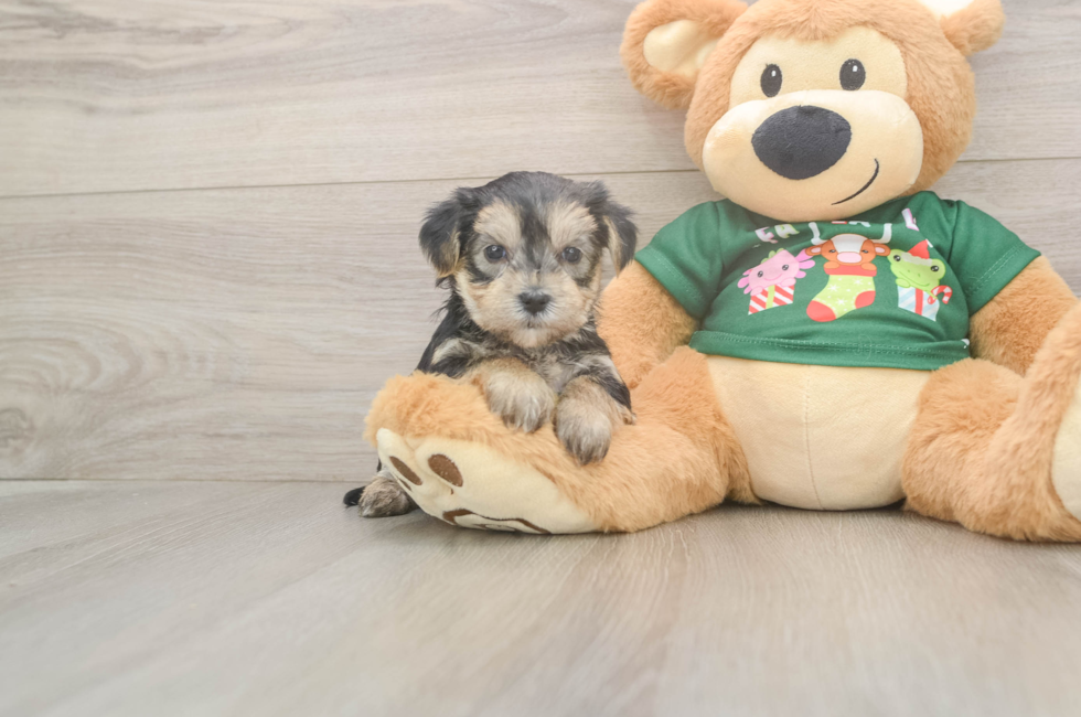 5 week old Morkie Puppy For Sale - Pilesgrove Pups