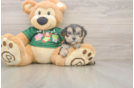 Hypoallergenic Yorktese Designer Puppy