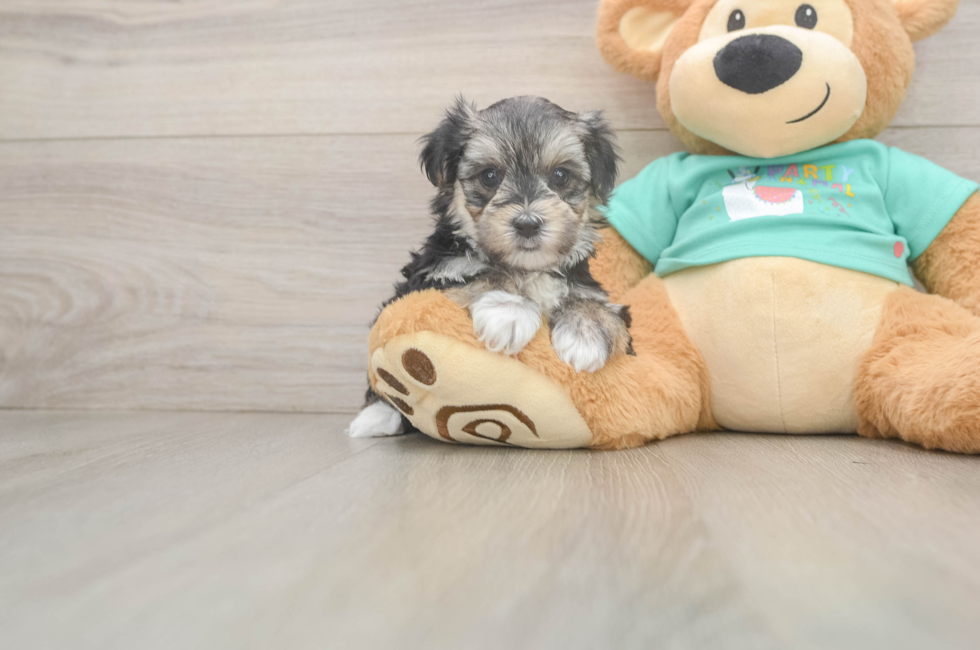 6 week old Morkie Puppy For Sale - Pilesgrove Pups