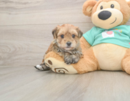 7 week old Morkie Puppy For Sale - Pilesgrove Pups