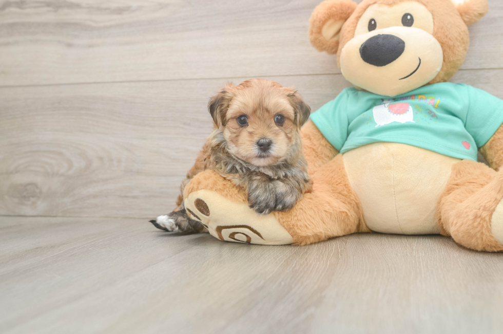 5 week old Morkie Puppy For Sale - Pilesgrove Pups