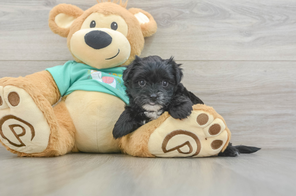 5 week old Morkie Puppy For Sale - Pilesgrove Pups