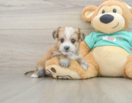 6 week old Morkie Puppy For Sale - Pilesgrove Pups