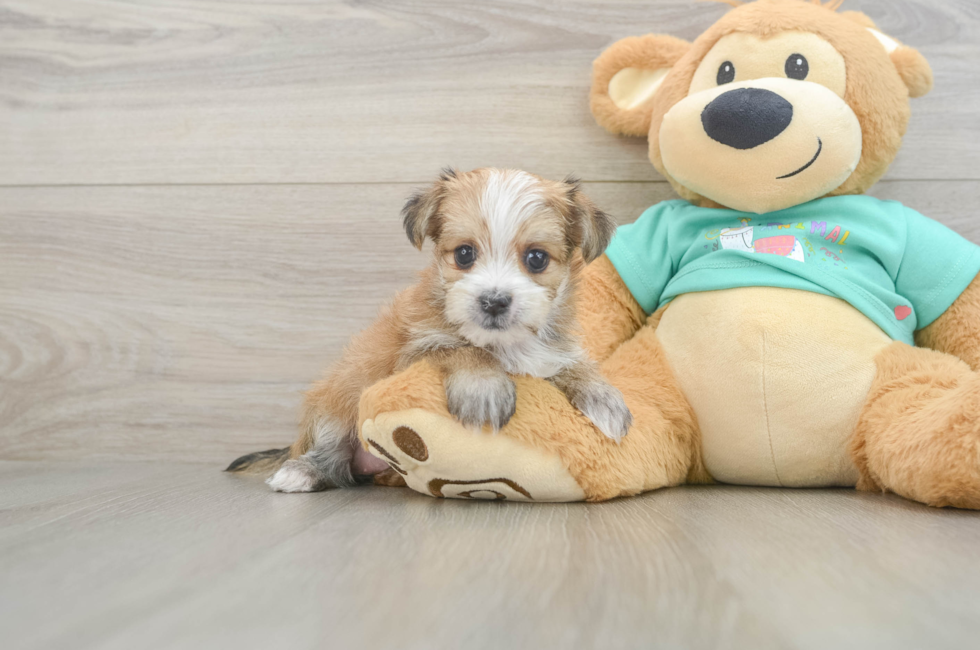 6 week old Morkie Puppy For Sale - Pilesgrove Pups