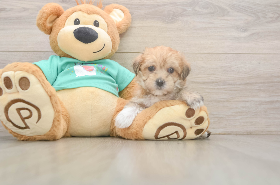 6 week old Morkie Puppy For Sale - Pilesgrove Pups