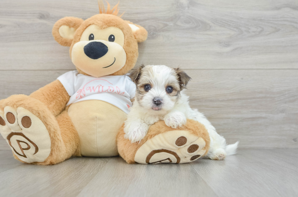 7 week old Morkie Puppy For Sale - Pilesgrove Pups