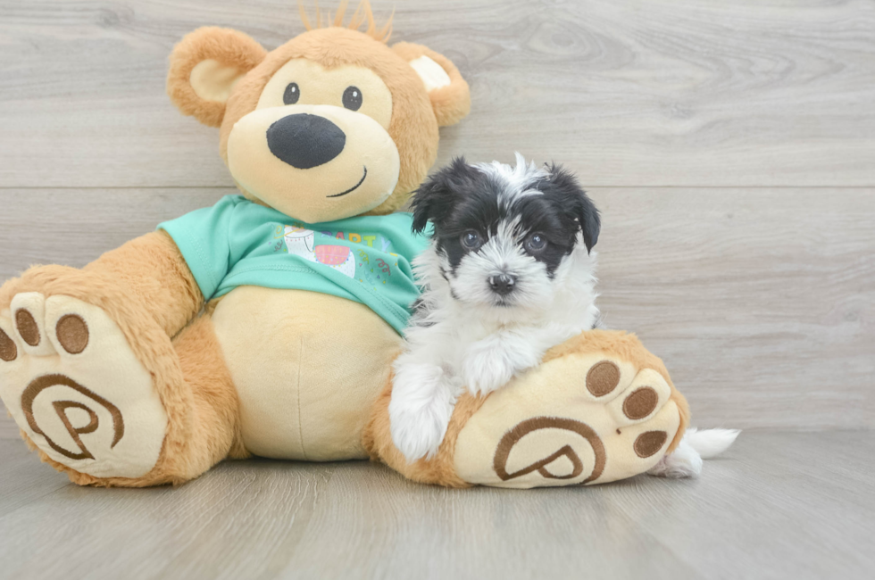 5 week old Morkie Puppy For Sale - Pilesgrove Pups