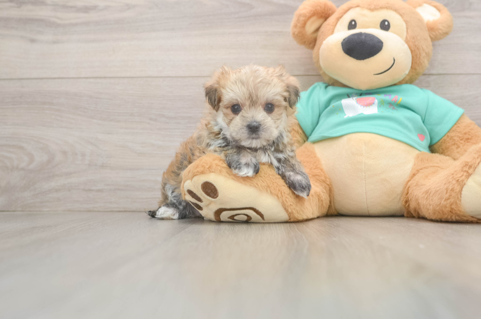 5 week old Morkie Puppy For Sale - Pilesgrove Pups