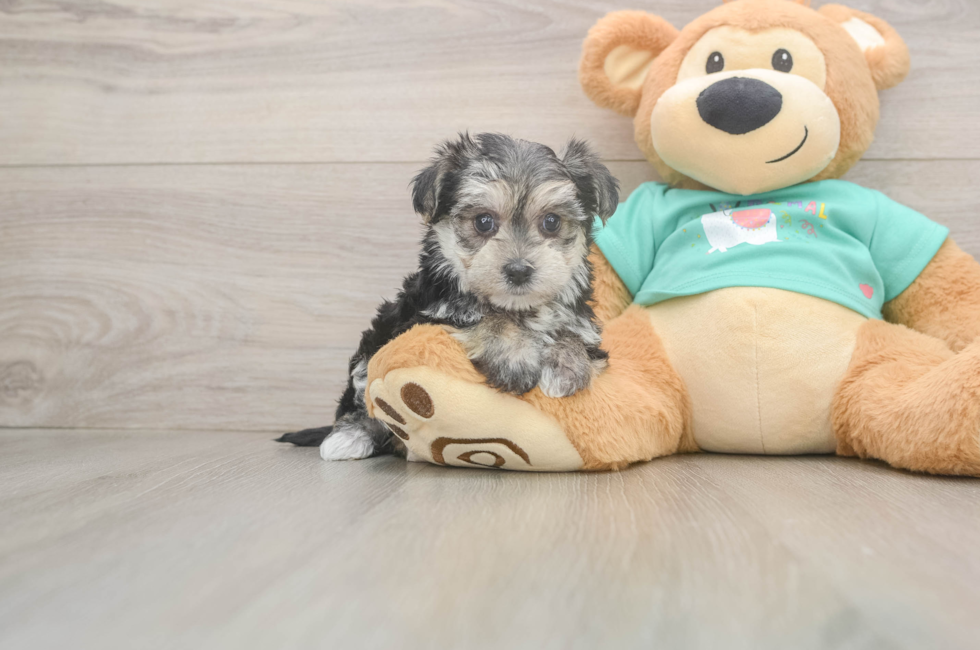 5 week old Morkie Puppy For Sale - Pilesgrove Pups