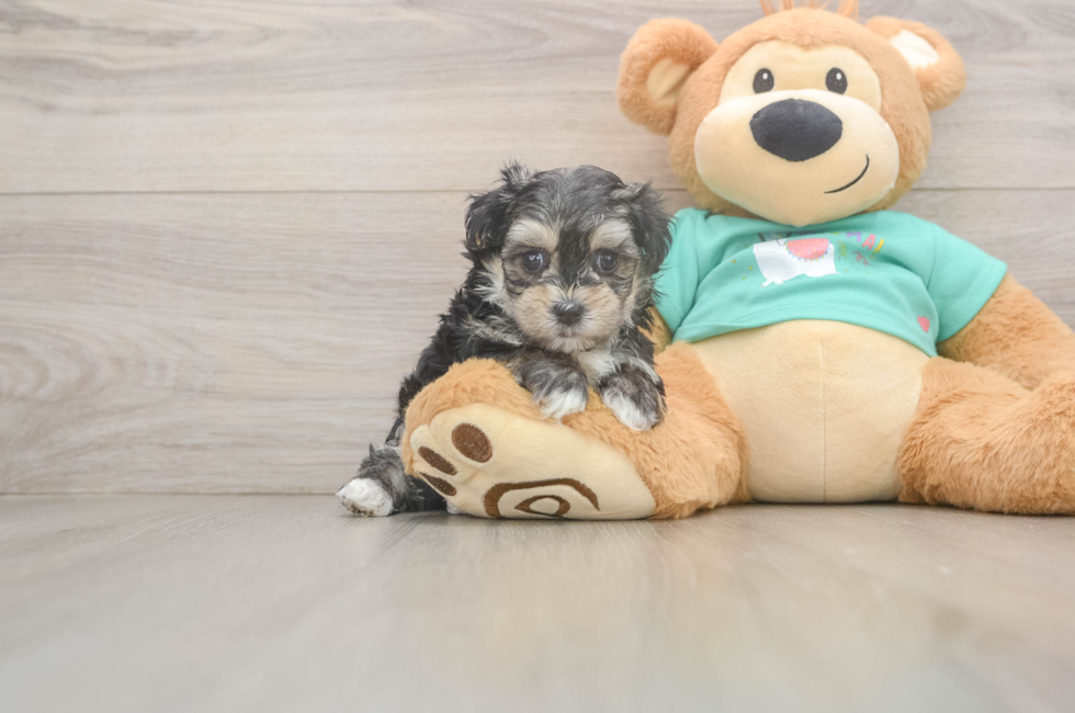5 week old Morkie Puppy For Sale - Pilesgrove Pups