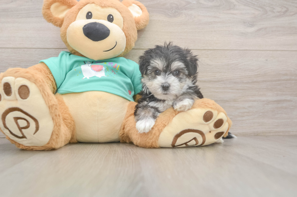 5 week old Morkie Puppy For Sale - Pilesgrove Pups