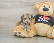 6 week old Morkie Puppy For Sale - Pilesgrove Pups