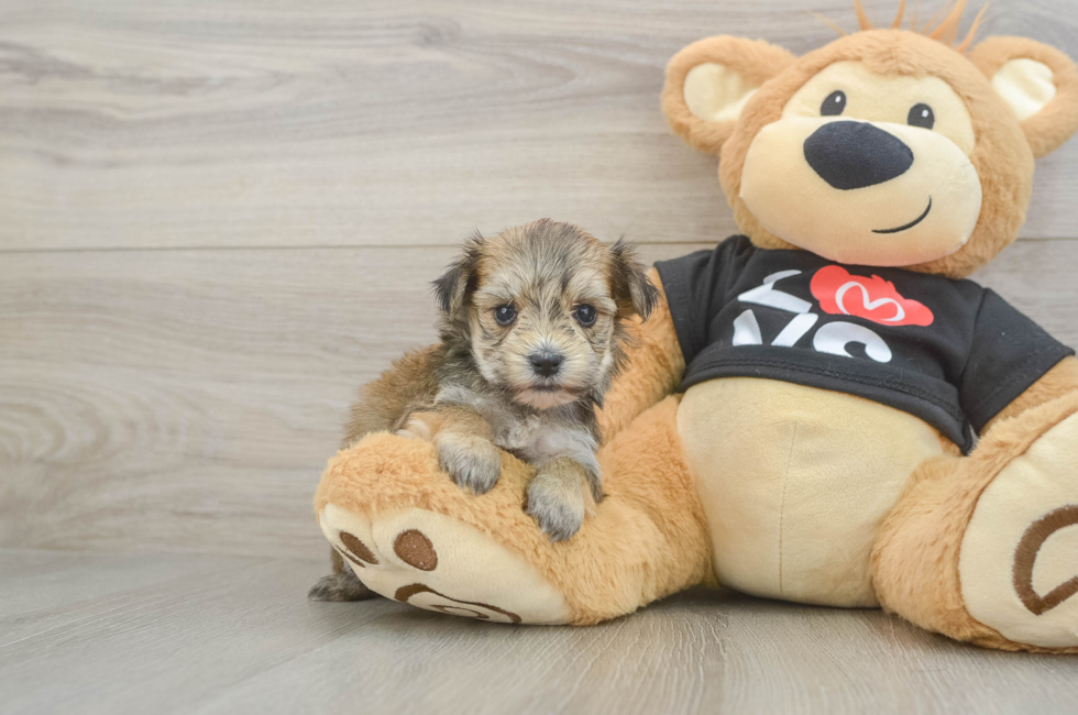 6 week old Morkie Puppy For Sale - Pilesgrove Pups
