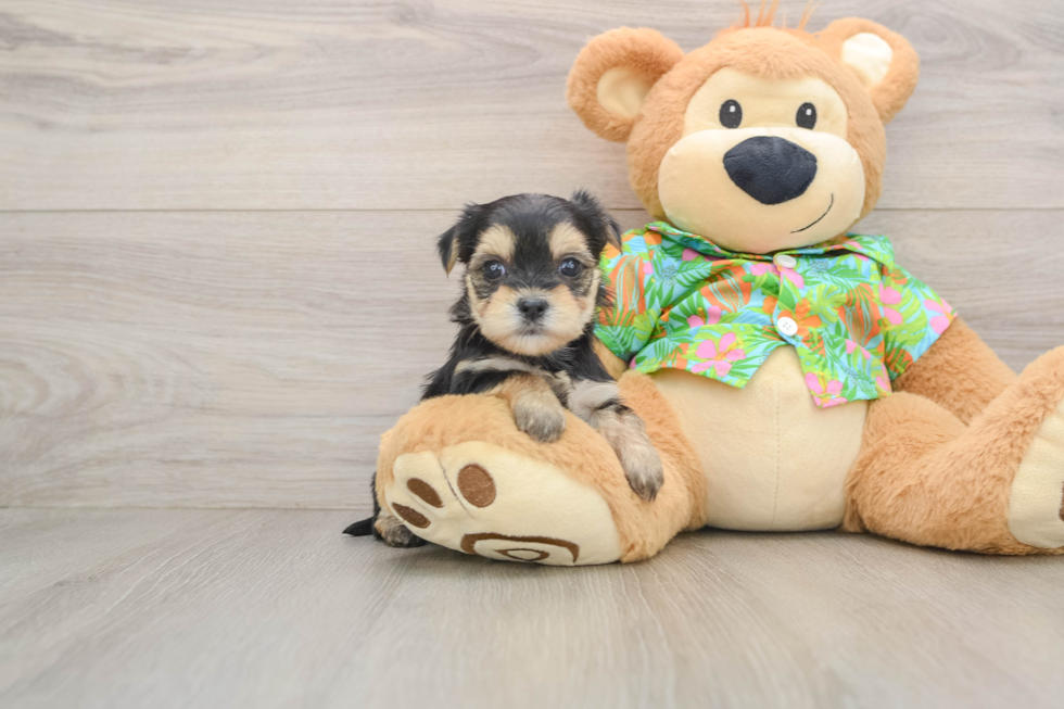 Morkie Pup Being Cute