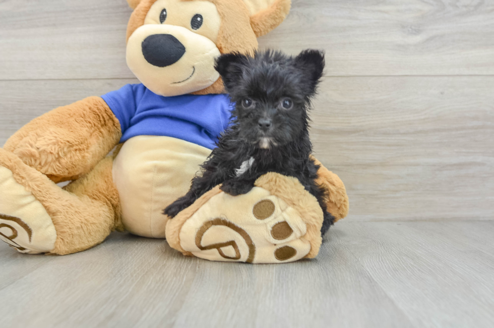 7 week old Morkie Puppy For Sale - Pilesgrove Pups