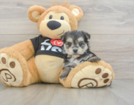 6 week old Morkie Puppy For Sale - Pilesgrove Pups