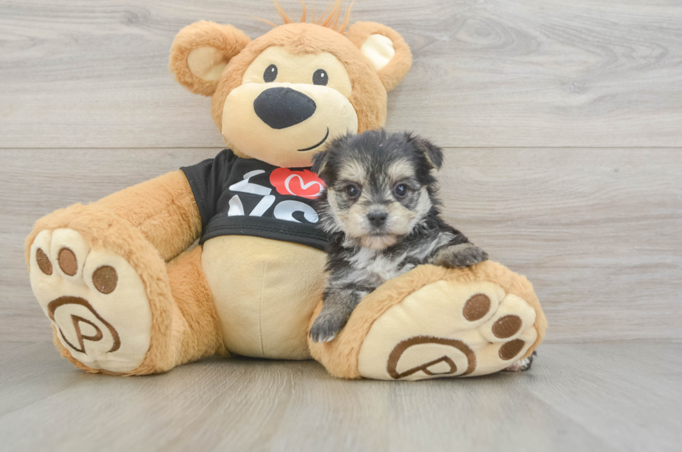 6 week old Morkie Puppy For Sale - Pilesgrove Pups