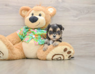 5 week old Morkie Puppy For Sale - Pilesgrove Pups