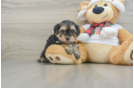 Hypoallergenic Yorktese Designer Puppy