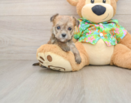 5 week old Morkie Puppy For Sale - Pilesgrove Pups