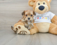 5 week old Morkie Puppy For Sale - Pilesgrove Pups