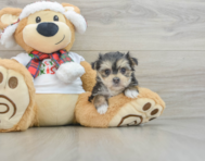 6 week old Morkie Puppy For Sale - Pilesgrove Pups