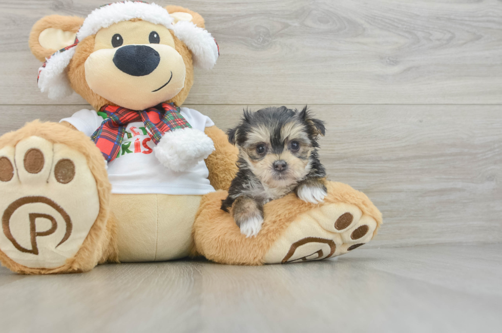 6 week old Morkie Puppy For Sale - Pilesgrove Pups