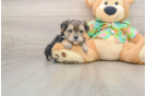 Hypoallergenic Yortese Designer Puppy