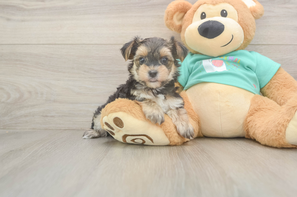 6 week old Morkie Puppy For Sale - Pilesgrove Pups