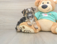 8 week old Morkie Puppy For Sale - Pilesgrove Pups