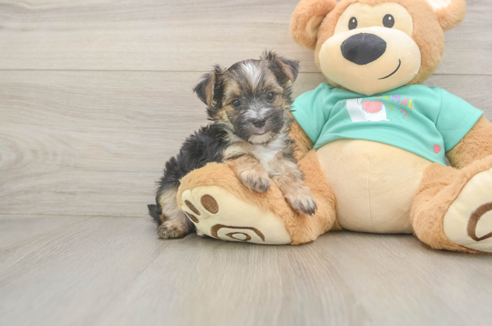 6 week old Morkie Puppy For Sale - Pilesgrove Pups