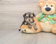 6 week old Morkie Puppy For Sale - Pilesgrove Pups