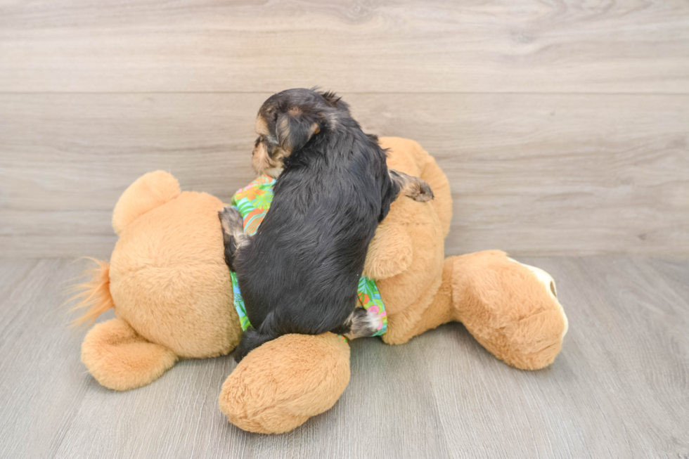 Energetic Yorkiemalt Designer Puppy