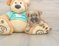 8 week old Morkie Puppy For Sale - Pilesgrove Pups