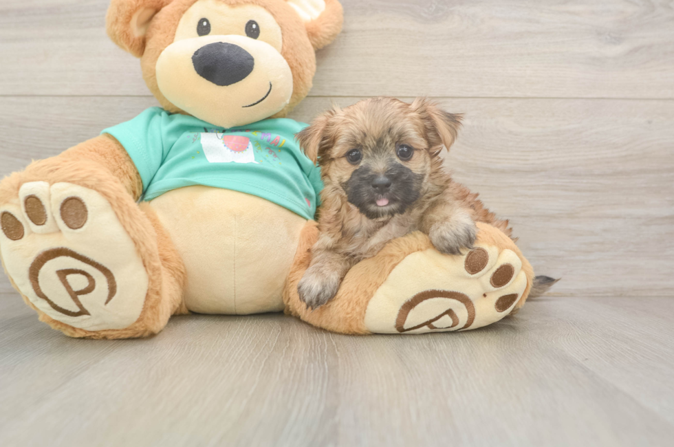 6 week old Morkie Puppy For Sale - Pilesgrove Pups