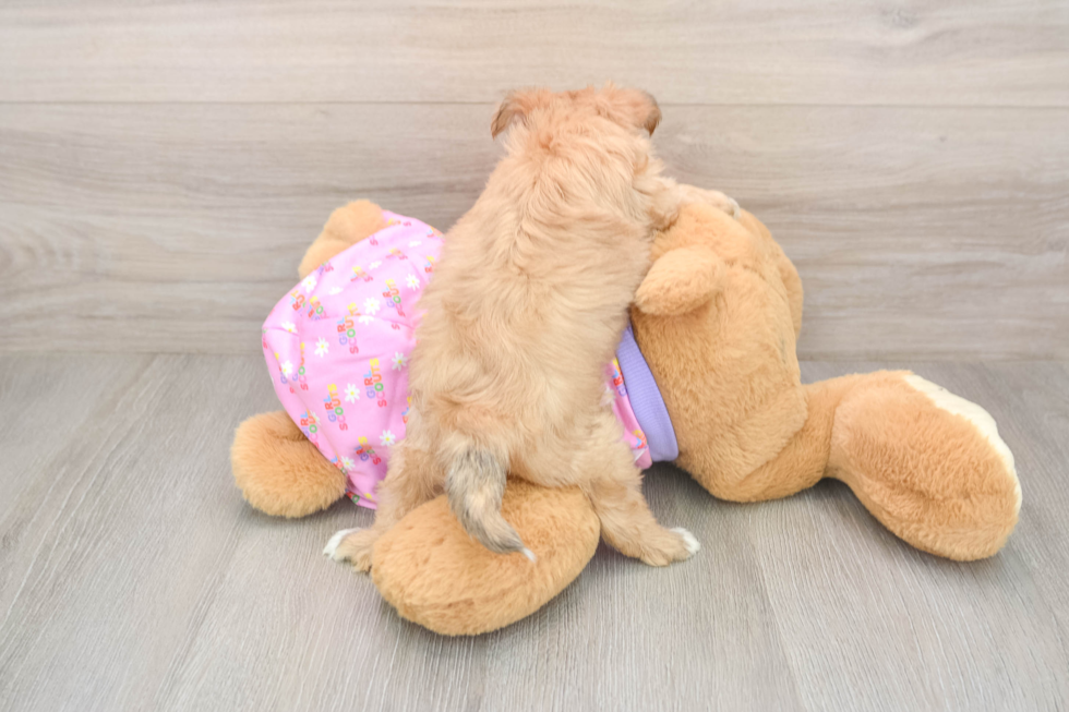 Friendly Morkie Baby