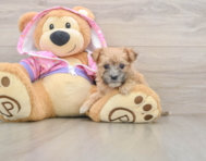 6 week old Morkie Puppy For Sale - Pilesgrove Pups
