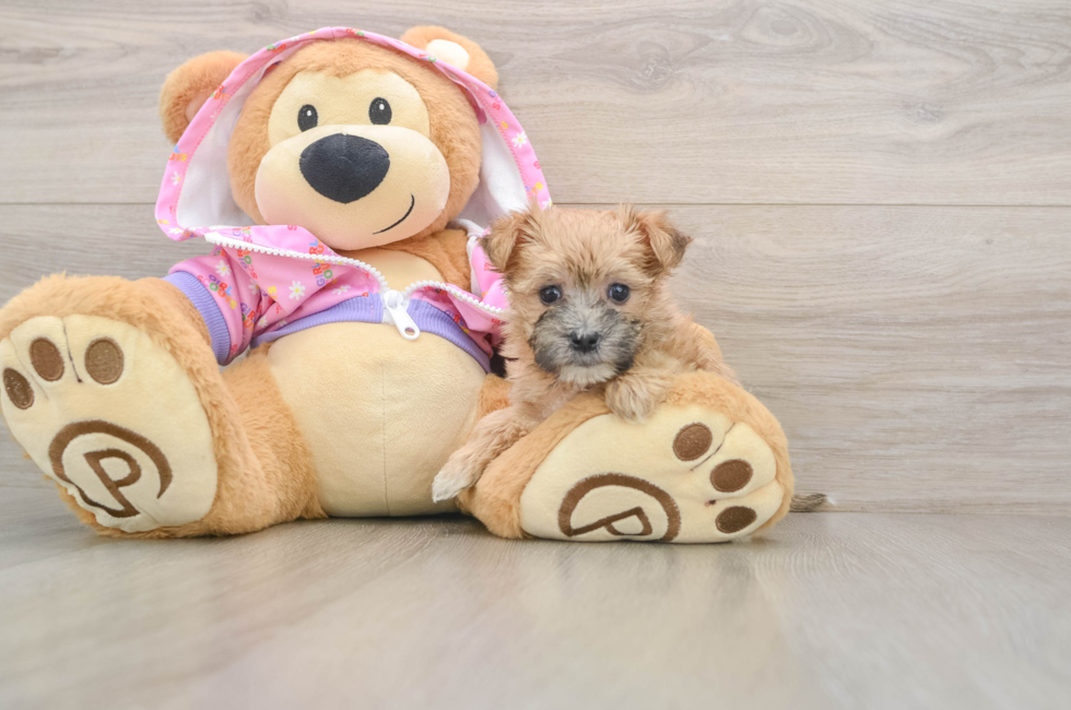 5 week old Morkie Puppy For Sale - Pilesgrove Pups