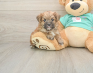 8 week old Morkie Puppy For Sale - Pilesgrove Pups