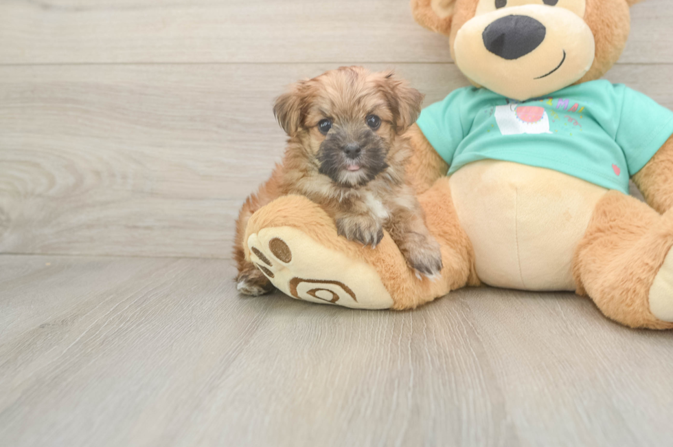 6 week old Morkie Puppy For Sale - Pilesgrove Pups