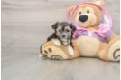 Cute Morkie Baby