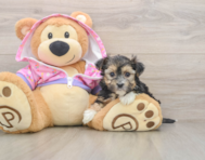 6 week old Morkie Puppy For Sale - Pilesgrove Pups