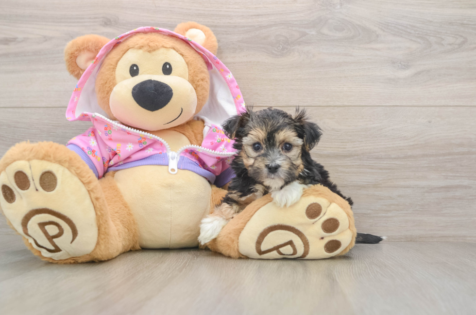 5 week old Morkie Puppy For Sale - Pilesgrove Pups